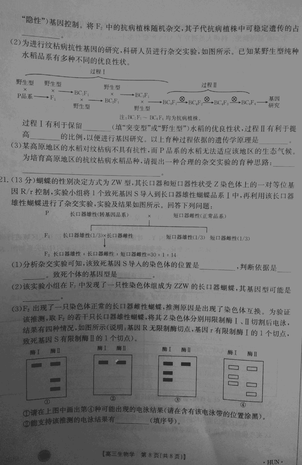 湖南衡阳金太阳2024届高三11月期中考生物试题及答案